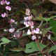 The spires of flowers put on quite a show.