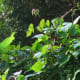 The vines quickly cover the trellis.