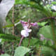 The flowers are a lovely lavender color.