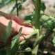 mulching-staking-pruning-your-way-to-better-tomato-plants