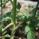 mulching-staking-pruning-your-way-to-better-tomato-plants