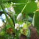 In September, the male and female flowers appear. This is a female flower.