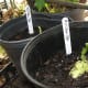 Mirliton sprouting in a winter greenhouse.
