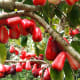 hawaii-tropical-fruits-the-mouth-watering-mountain-apple