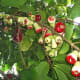 Ripening fruits,