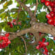 hawaii-tropical-fruits-the-mouth-watering-mountain-apple