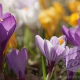 Crocuses, probably the first flowers we see after a long NJ winter! These bulbs must also be planted the prior Fall, and will be helped by mixing bone meal into the soil