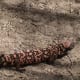 Gila Monsters can bite quickly and hold on tenaciously.