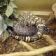 Mexican Beaded lizard is a close cousin of the Gila Monster.