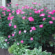 Large, pink Knockout roses effectively fill a space on one side of the house.