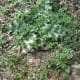 Baby poison hemlock plants with fern-like leaves surround the young milk thistle plants.