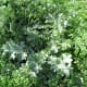Milk thistle in a patch of poison hemlock.