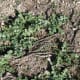 This is a young patch of milk thistle near the end of January. Don't forget to click to enlarge it.
