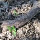 This was also taken on January 27, and you can clearly see its milky leaves in this bed of decaying oak leaves.