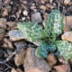 Now the baby plant is getting the characteristic milky vein that distinguishes it from other thorn and thistle varieties. Taken January 4.