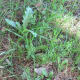 Milk thistle usually likes to mix with other weeds. Here it grows with grass and hairy vetch which have also come after the rains. Photo taken at the end of January.
