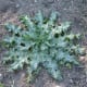This fairly young milk thistle gives you a good view of the characteristic showy leaves with white veins.