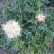 These two flowers are going to seed. If you look closely, you can see the seeds on the lower spent blossom.