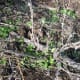 Under the remains of last year's dead plant, a young forest of milk thistle seedlings emerges after the rain. Taken November 13.