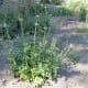 This is a mature but fairly short plant. This could be because the soil it's growing in is deficient. This picture was taken on October 22.