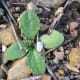 A very young milk thistle first has two diagonal smooth leaves and then gets the jagged leaves. Also barely seen here in the center are the emerging tiny leaves with the milky veins. Taken January 4.