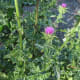 This picture gives you a good view of how the leaves get smaller and modify into thorns as the plant gets taller.