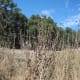 This picture (taken on Oakview Drive on October 15) shows last year's dried thistle forest.