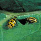 The spotted and striped cucumber beetle is another primary foe of the summer squash.