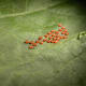 Insect eggs on the leaf of a plant are something to watch out for and address immediately.
