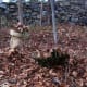 Mulching the base and crown of hardy palms (Pindo and Chinese fan palm)