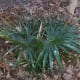 Chinese Fan Palm