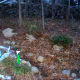 Mulching (the garden is located in an undeveloped area)