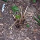 Chinese fan palm regrowth after winter