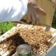 Bee installation
