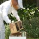 Bee installation