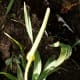 Leek flower stalk and head (undeveloped).
