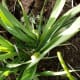 Break the growing flowerhead off the leek.