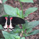 This is a Scarlet Mormon. Butterflies don't have lungs.