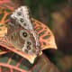 This is the blue morpho with it's wings closed, notice how it blends much better with it's surroundings. It's very difficult to get a picture of a blue morpho with it's wings open since it rarely sits with them open.