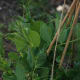 Peas climbing trellis using wooden poles.