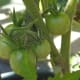 Young "cherry tomatoes."