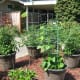 This is my neighbor's front yard vertical vegetable garden! As you can see, there are many wire cages supporting tomato plants.