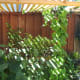 I love the way the trellis roof looks! It also provides limited shade for the vegetable and herbs below. As you can see, those green bean plants are on its way to the top.