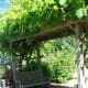 vertical-gardening-ideas-garden-trellis-for-vegetable-gardens