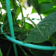 vertical-gardening-ideas-garden-trellis-for-vegetable-gardens