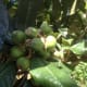 Not-yet-ripe loquats still in their green stage.