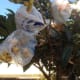 My loquat tree is protected from the squirrels, who also love to eat them.