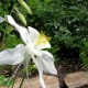 Fragrant columbine produces creamy, short-spurred flowers sitting atop delicate stems that are loved by hummingbirds and bees.