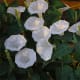 Moonflowers bloom only at night and release a sweet fragrance that attracts hummingbirds and nocturnal moths for pollination.