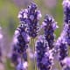 those-fragrant-flowers